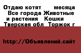 Отдаю котят. 1,5 месяца - Все города Животные и растения » Кошки   . Тверская обл.,Торжок г.